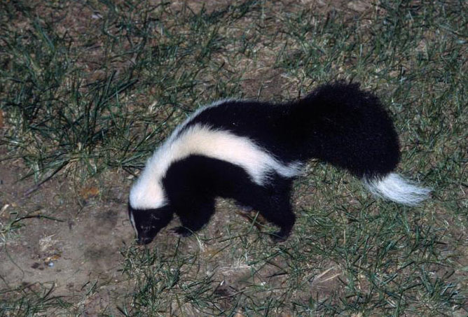 A striped skunk foraging a yard at night.